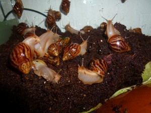 Achatina immaculata immaculata