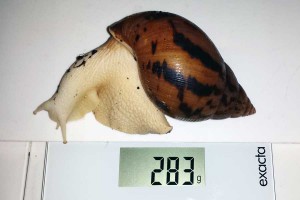 Reuzenslak (Achatina achatina) op de weegschaal