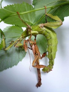 PSG 9 – Extatosoma tiaratum tiaratum – Ook wel Australische flappentak genoemd