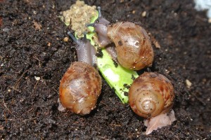 jongen van de Archachatina marginata ovum