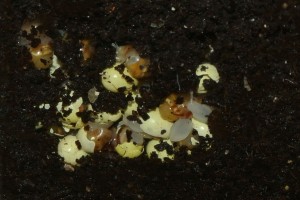 eieren_-jongen_Achatina_reticulata_albino