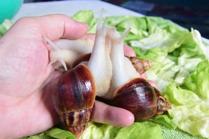 Achatina-fulica-white-jade