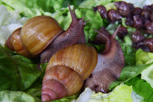 achatina-fulica-rodatzi-2