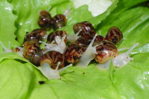 Achatina_reticulata_jongen_albino