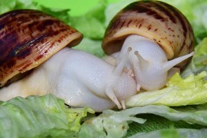 Achatina_reticulata_albino2