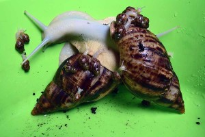 Achatina_reticulata_volwassen-jongen_albino2