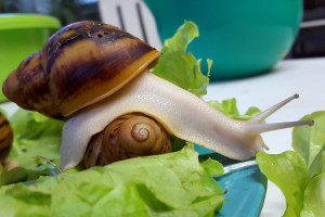 archachatina-marginata-ovum-albino