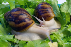 archachatina-marginata-ovum-albino2