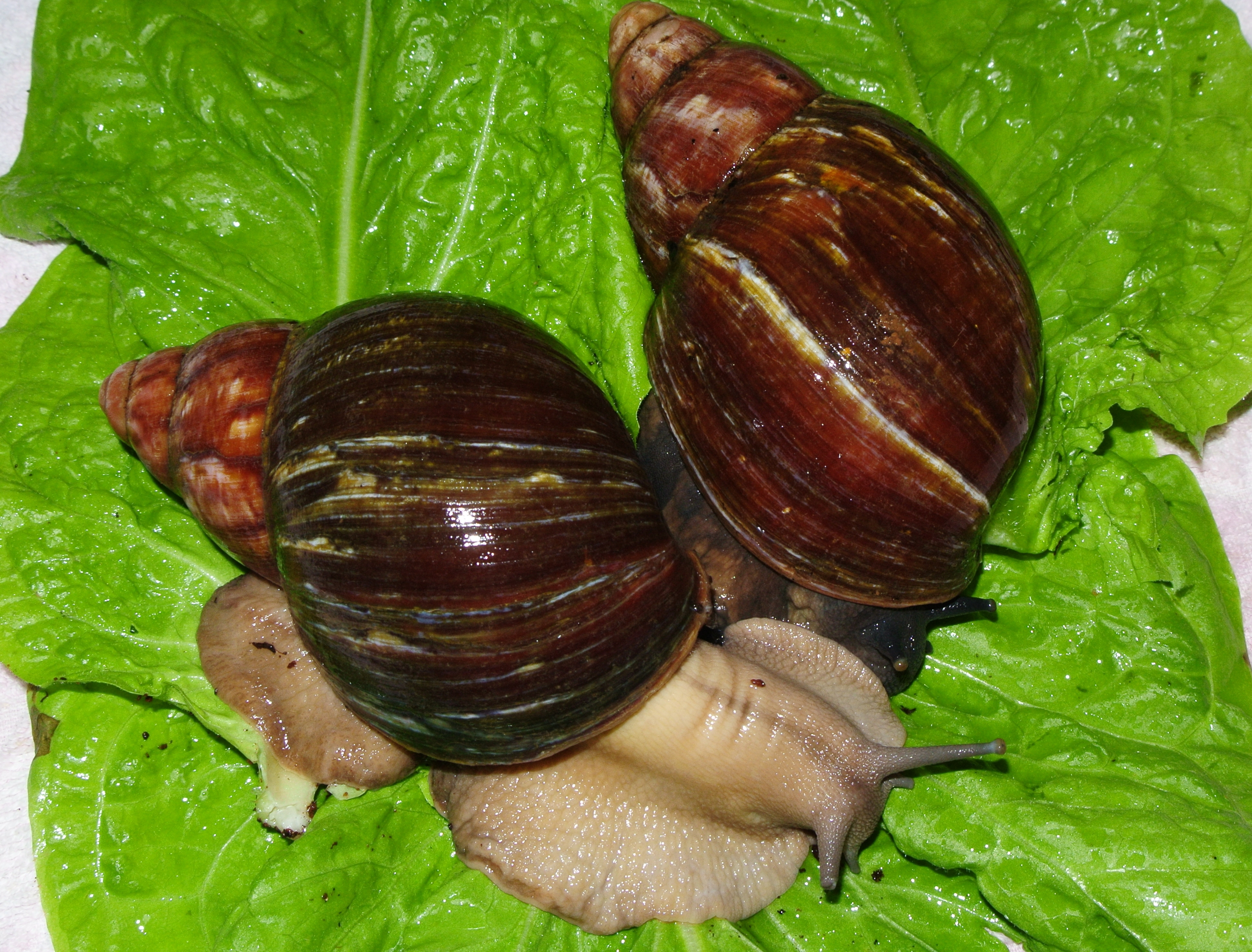 Archachatina puylaerti
