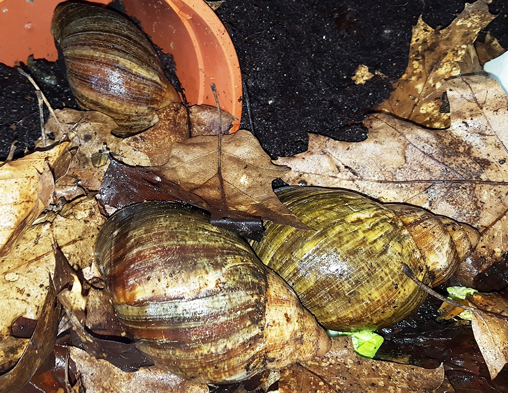 Archachatina puylaerti - Afbeelding 3