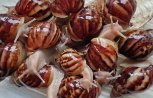 4 stuks Achatina fulica 5-7 cm