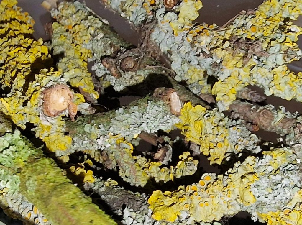 Voor ongewervelden zoals isopods (pissebedden) en miljoenpoten zijn korstmossen vooral belangrijk als indirecte, maar ook directe voedselbron.