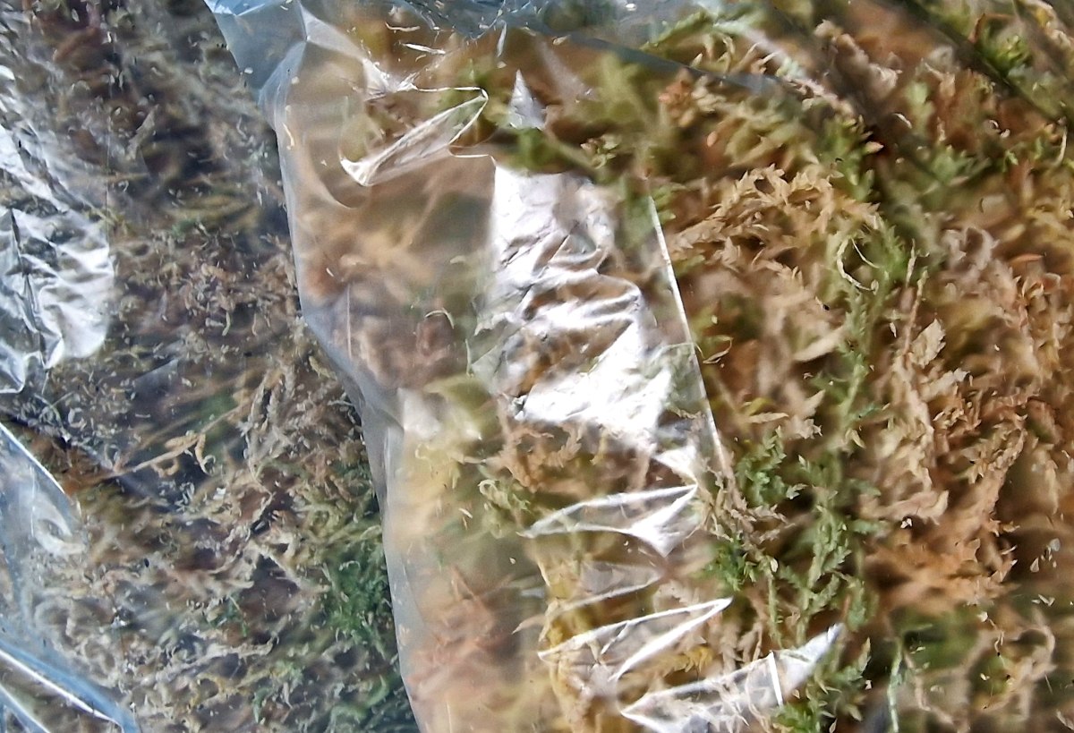 Mos sphagnum naturel - gedroogd