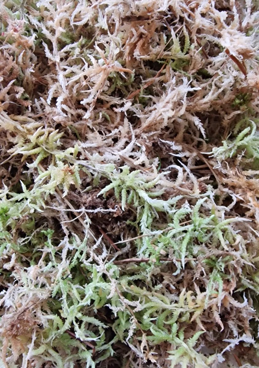 Mos sphagnum naturel - vochtig